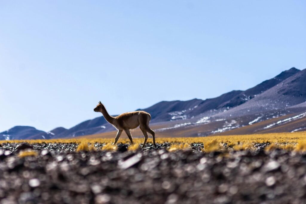 pexels-photo-13195529-13195529 A vicuna strolls through the mountainous Andean landscape on a clear day in Argentina.